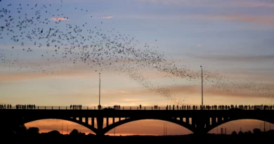 Congress Avenue Bridge to Austin TX
