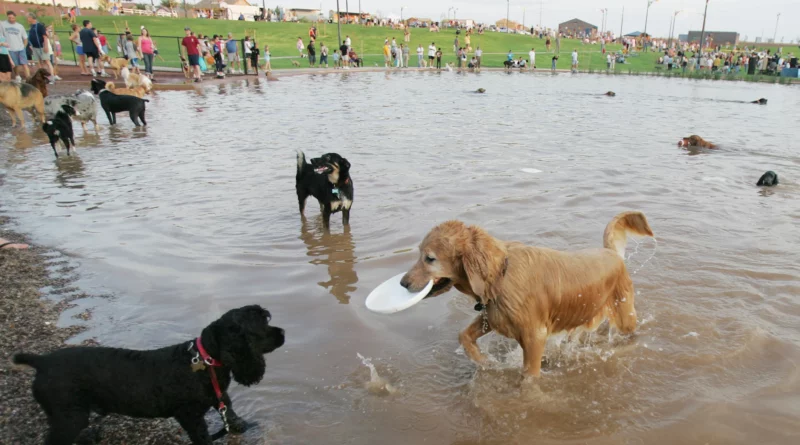 Cosmo Dog Park in Gilbert AZ