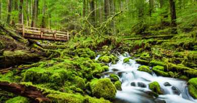 Scary and Spooky Unsolved Mysteries at Olympic National Park in WA State