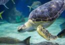 Things to do in Virginia Beach VA