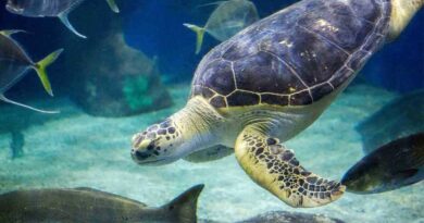 Things to do in Virginia Beach VA