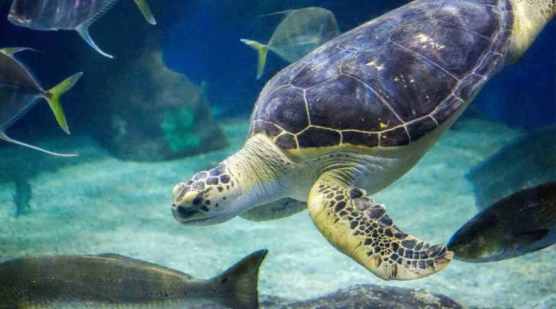 Things to do in Virginia Beach VA